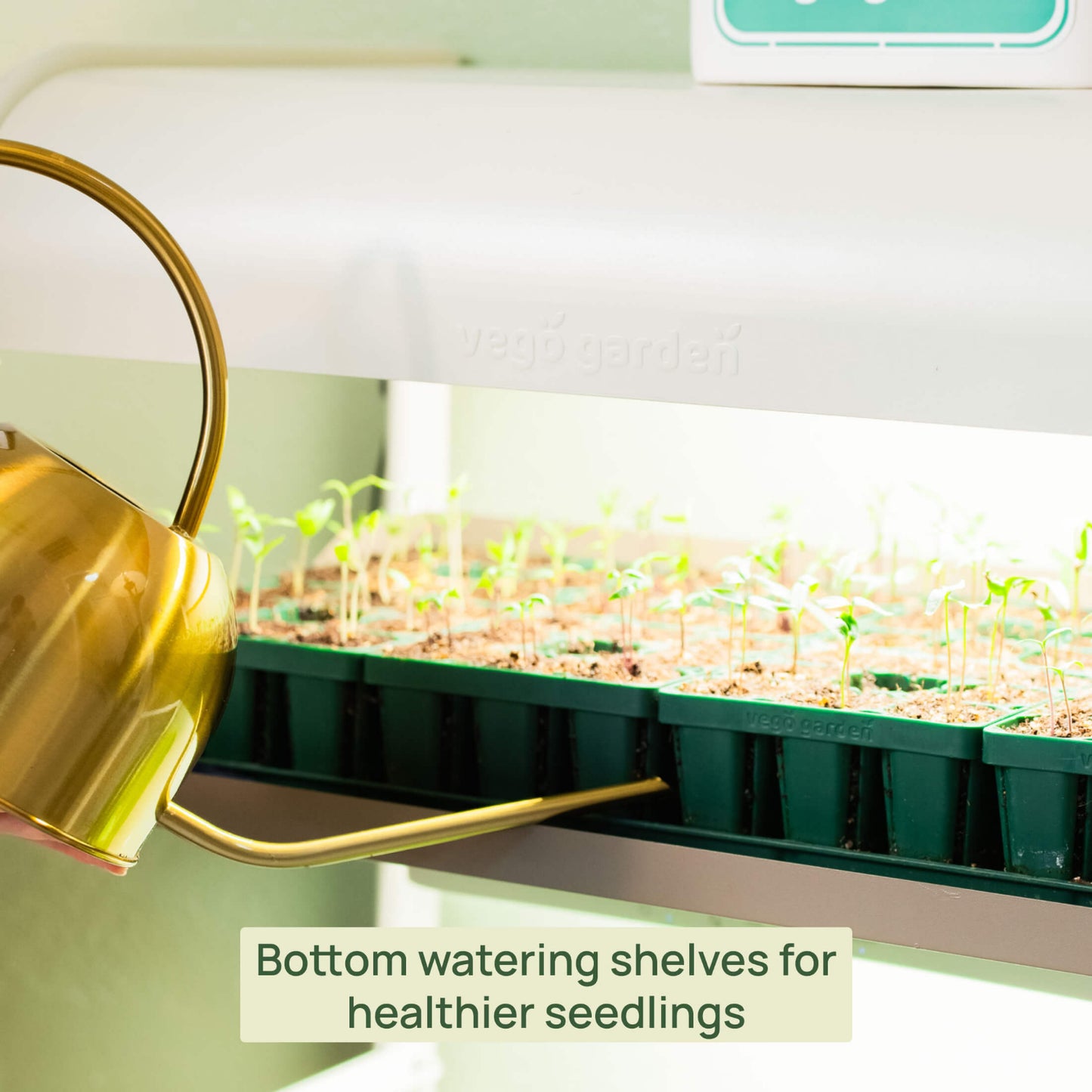 Bottom watering shelves with seedlings in the 2 Tier Grow Light Garden.