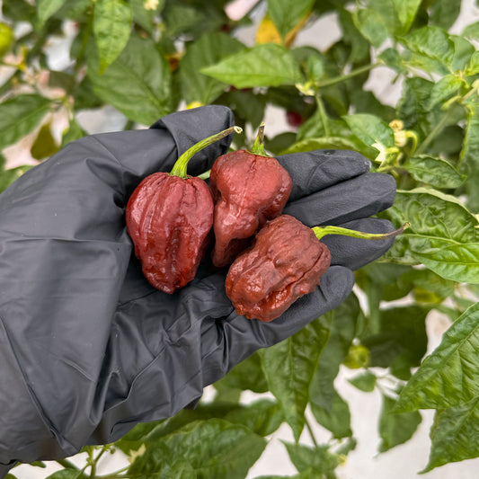 Three of Pepper Joe's 7 Pot Douglah Peppers in black gloved hand used to display pepper seeds for sale