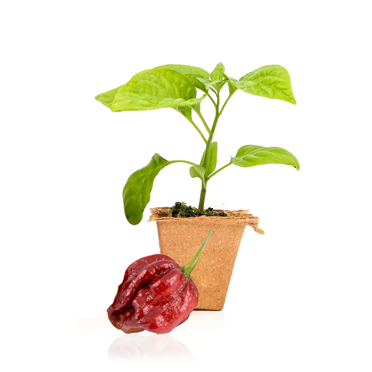 7 Pot Douglah Pepper Plants