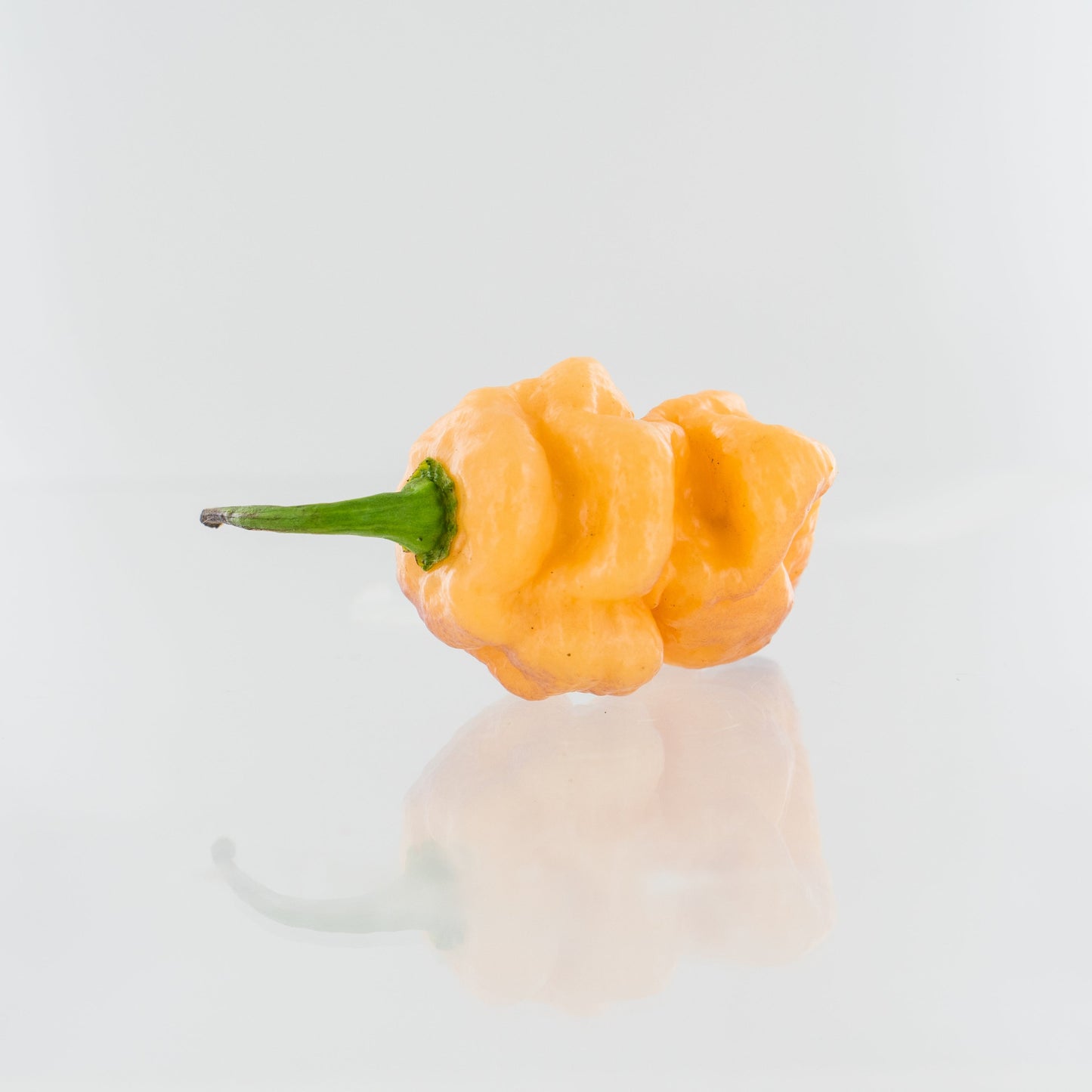 One small 7 pot bubblegum pepper on white background used to display pepper seeds for sale