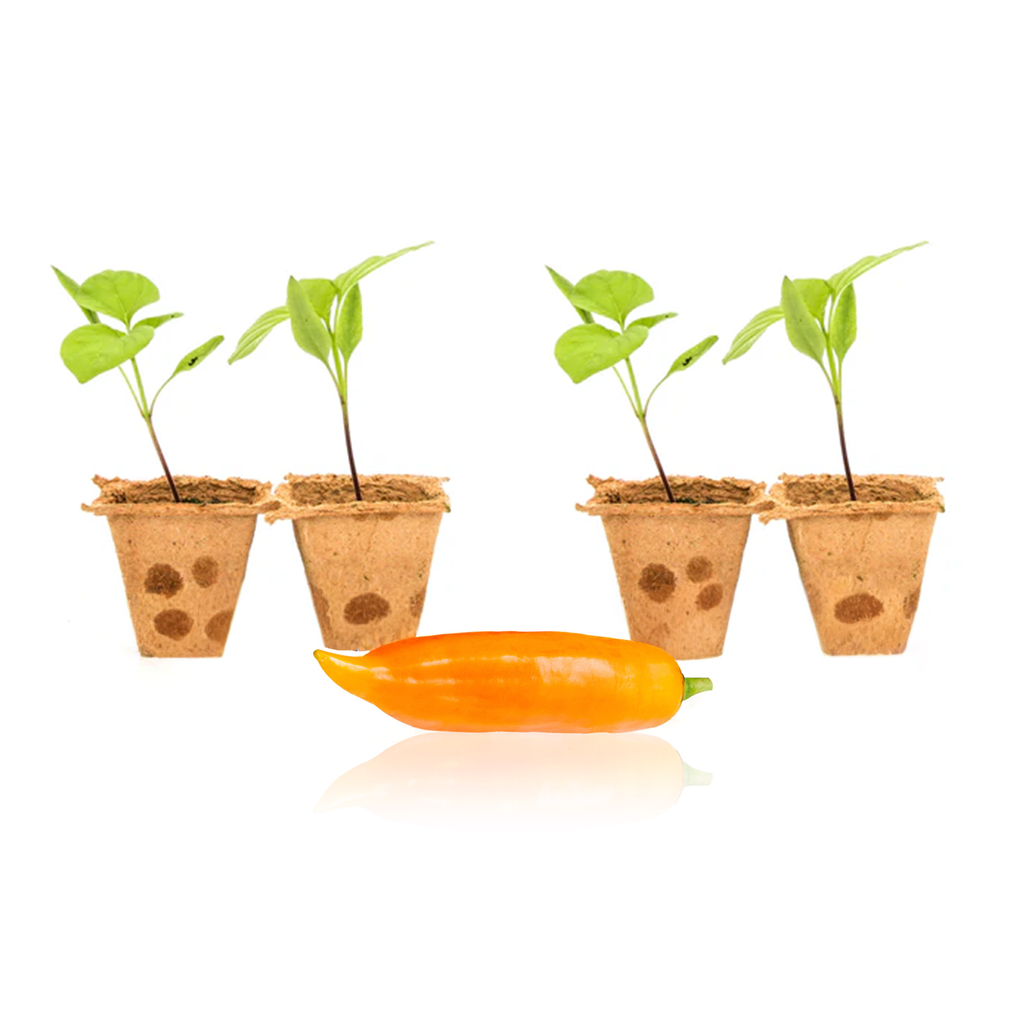 Plantas de chile ají amarillo