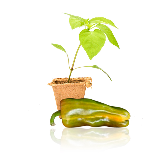 Candy Cane Pepper Plants