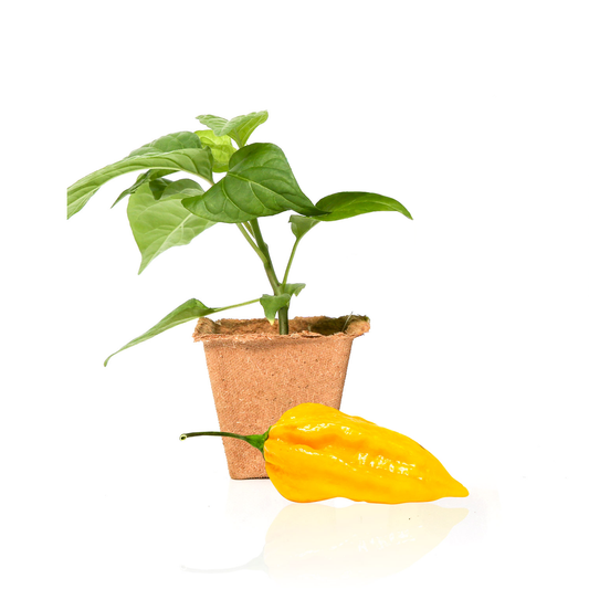 Fatalii Pepper Plants