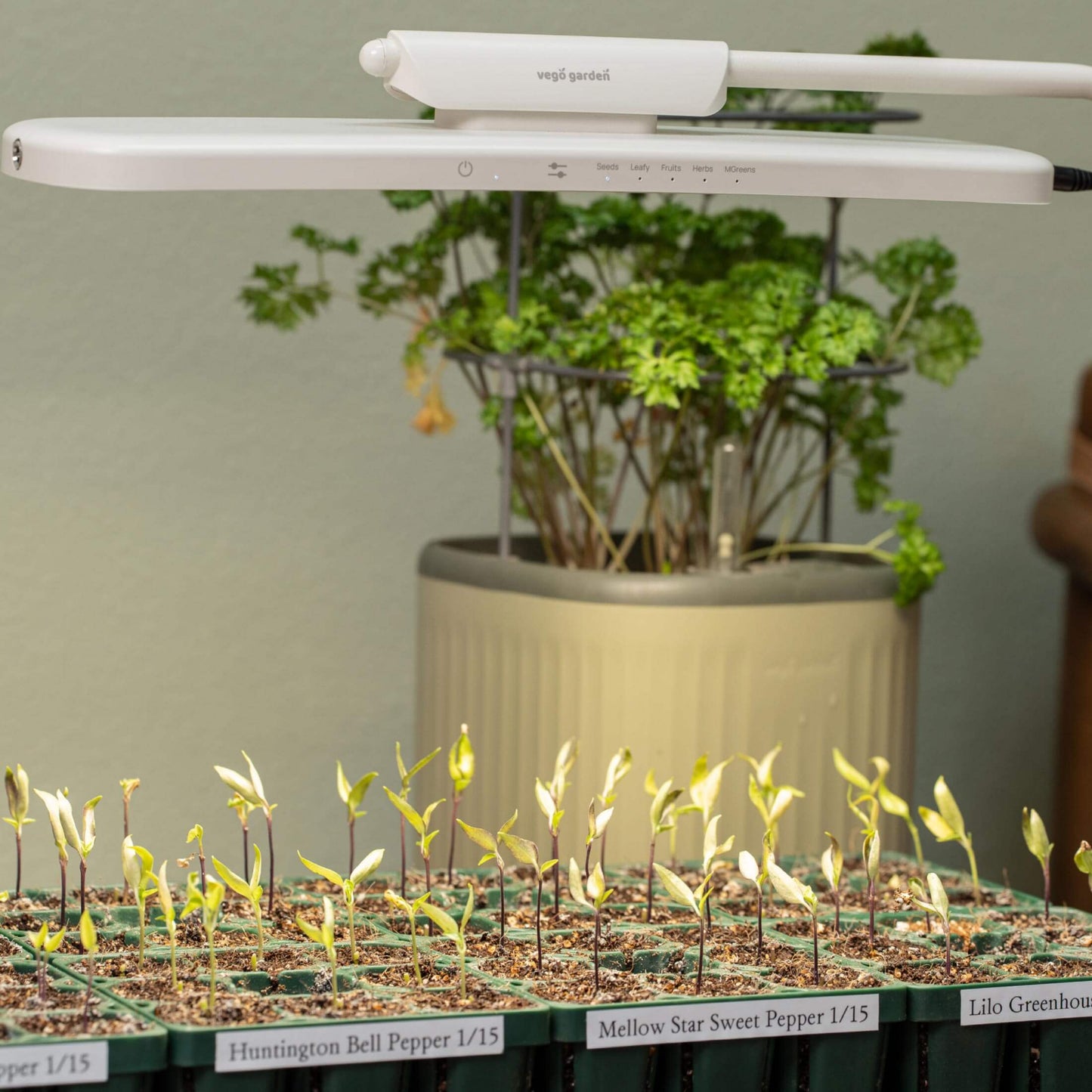 Seedlings under the grow light stand zoomed in.