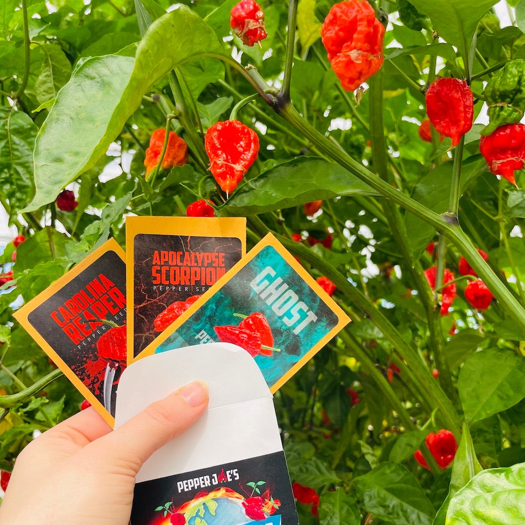 Kit de cultivo de semillas de pimiento superpicante