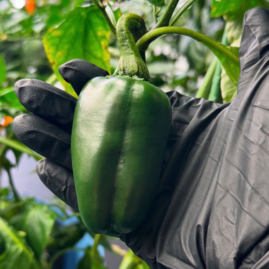 Marconi Giant Pepper ripening on plant in black gloved hand used to display pepper seeds for sale