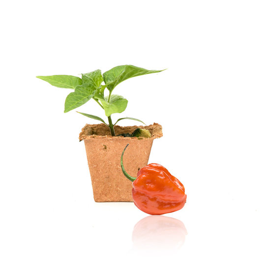 Orange Scotch Bonnet Pepper Plants