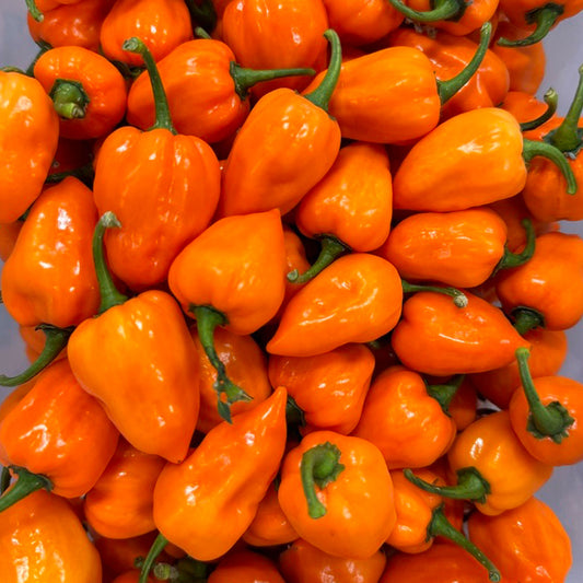 Pepper Joe's Orange Habanero Pepper Pods. Container of mature peppers shown to represent seeds for sale