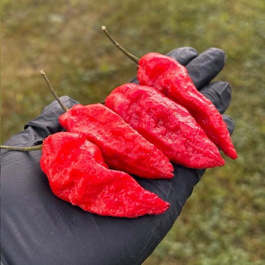 Pepper Joe's Komodo Dragon Pepper Pods. Four mature peppers shown to represent seeds for sale, held in a black gloved hand