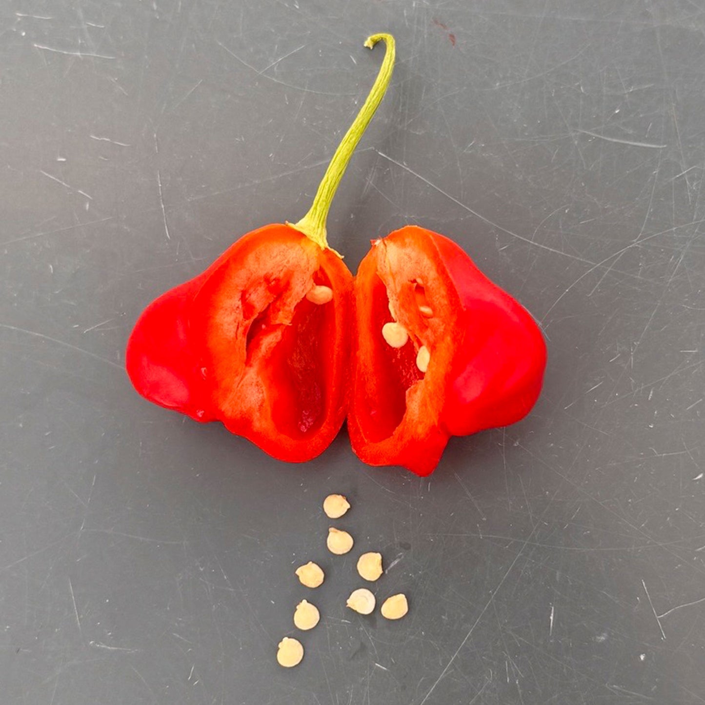 Pepper Joe's Mushroom Red Cap pepper. Mature pepper shown to represent seeds for sale, cut open to display seeds inside on gray table