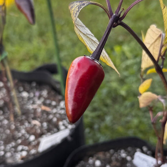 Pepper Joe's Purple Jalapeno Pepper ripened on plant shown to represent seeds for sale
