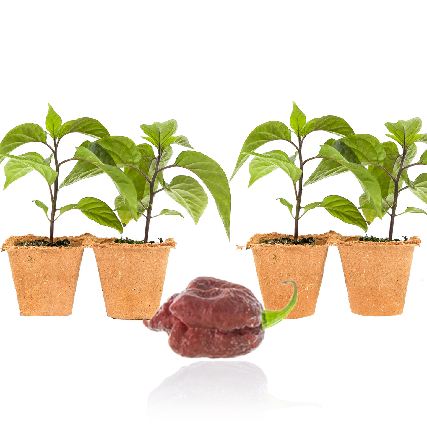 Plantas de pimiento Carolina Reaper color melocotón morado