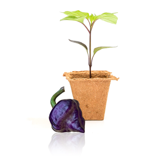 Purple UFO Pepper Plants