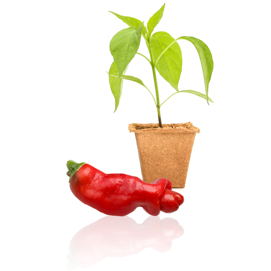 Peter Pepper Plants