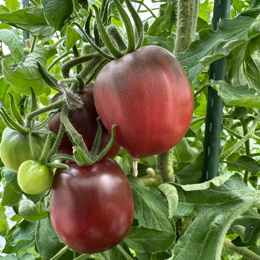 three ripe ukrainian purple tomatoes, used to display tomato seeds for sale
