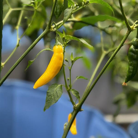 pepper joes yellow aji lemon drop pepper ripening on plant next to green unripened pod, used to represent seeds for sale