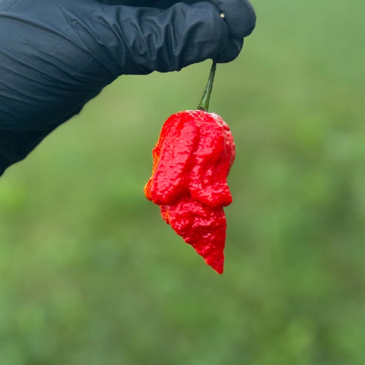 Apocalypse Scorpion Pepper. Mature pepper shown to represent seeds for sale, held in a black gloved hand