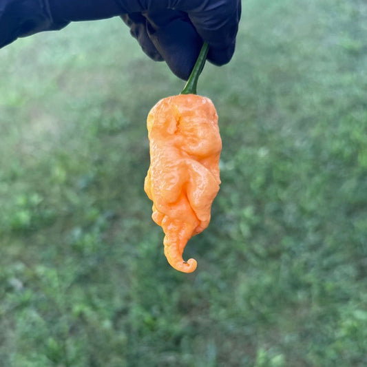Jay's Peach Ghost Scorpion Peppers, close up showing texture of one mature pepper held in a black gloved hand to represent seeds for sale