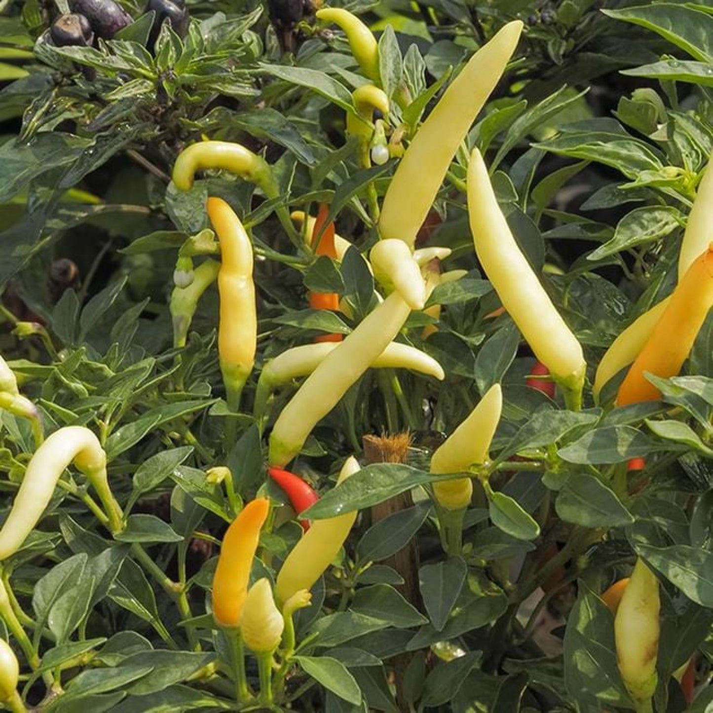 multiple unripe tabasco peppers growing on plant to represent seeds for sale