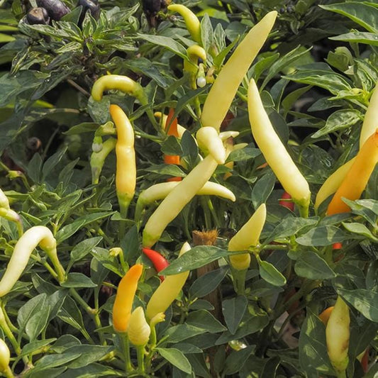 multiple unripe tabasco peppers growing on plant to represent seeds for sale