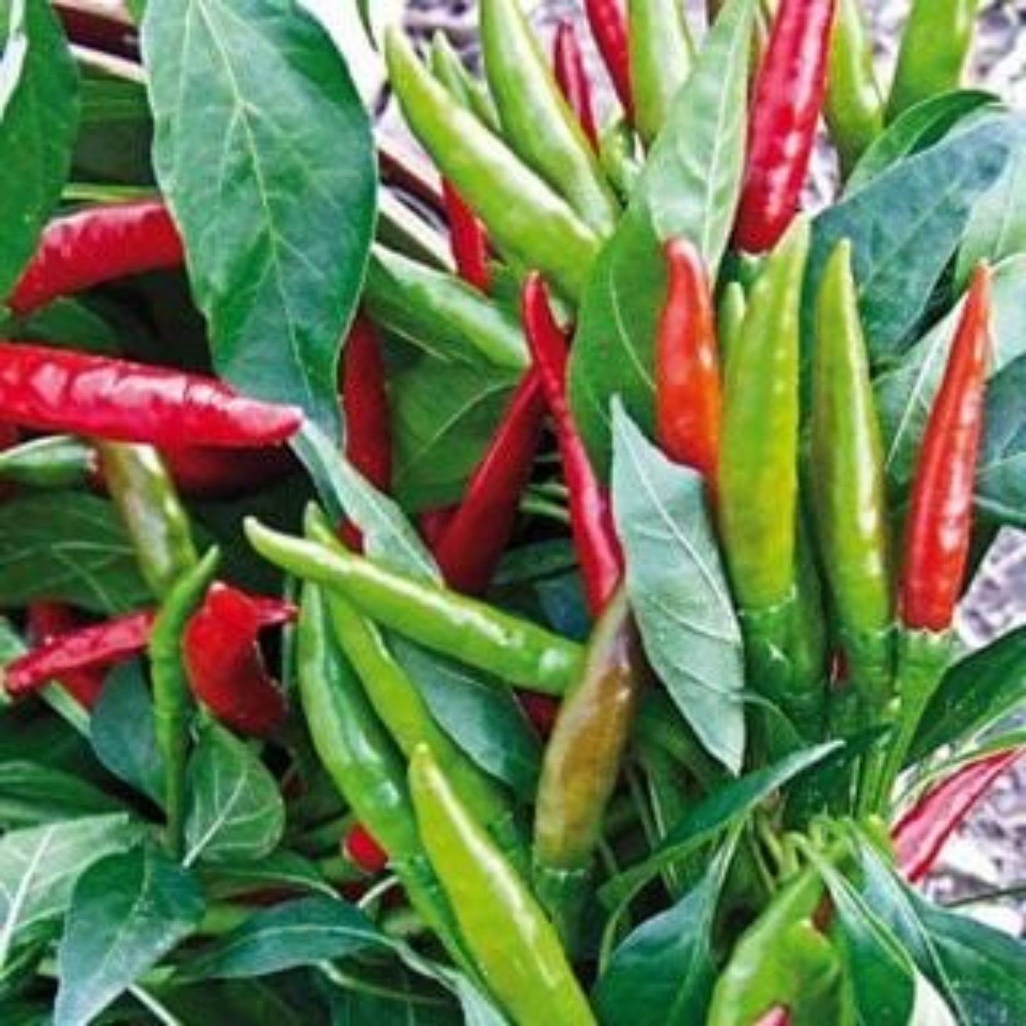 Thai Dragon F1 ripe peppers on the plant shown to represent seeds for sale