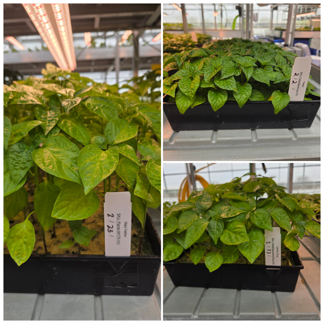Collage of Mad Hatter, Fatalii, and Lemon Drop pepper plants showing healthy foliage and strong growth in a greenhouse.