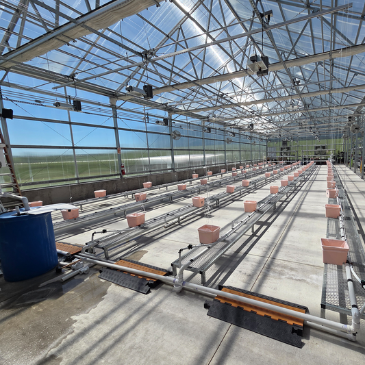 Weekly Greenhouse Update: Dutch Bucket Media Change and Dragon's Breath Transplant