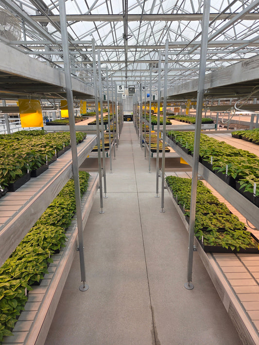 Greenhouse aisle with pepper plants at multiple growth stages growing on flood tables during live pepper plant production.