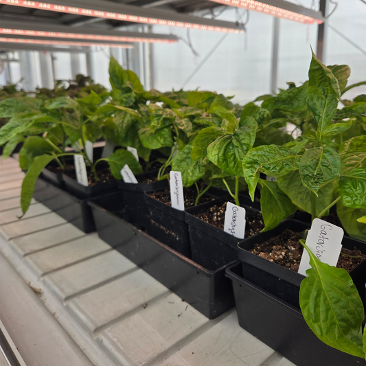 Gator Jigsaw grower plants, prepped and ready for their next chapter. These beauties are headed to our partner growers to become next season's seed stock.