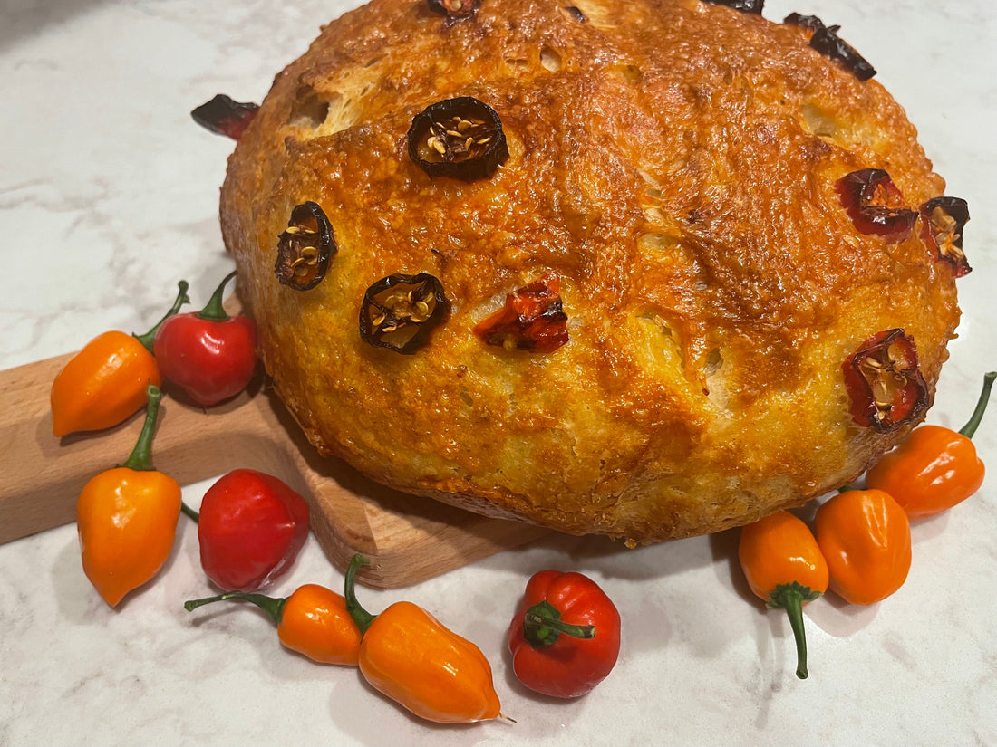 Freshly baked Dutch-oven habanero cheddar cheese bread loaf surrounded by fresh habanero peppers
