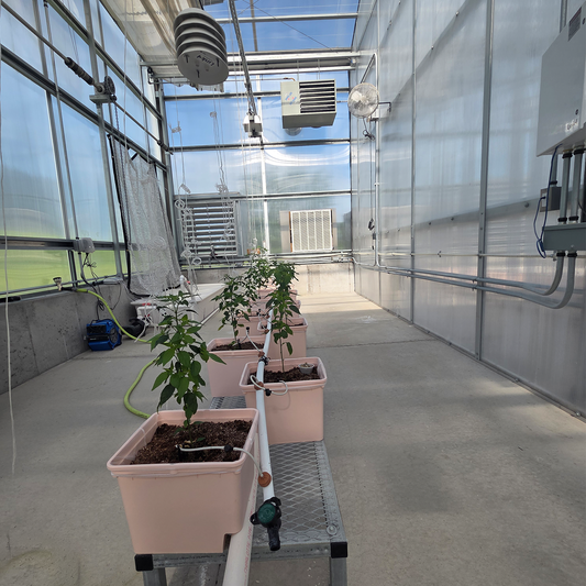 Aji Charapita pepper plants growing in a Dutch Bucket hydroponic system inside an isolation room at the Pepper Joe's greenhouse.