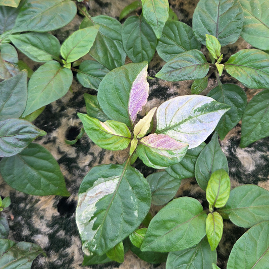 Variegated Purple Reaper pepper plant with white, green, and purple leaves growing in rockwool.