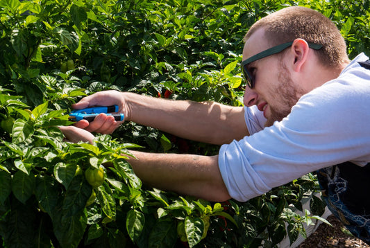Topping Pepper Plants: When, Why, and How to Do It