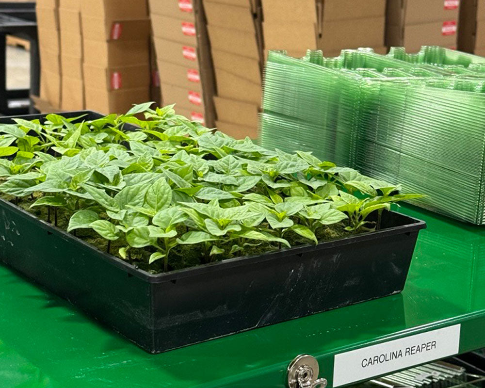 Is It Safe to Order Live Pepper Plants Online? How Pepper Joe’s Ships Them Safely