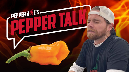 Mike Eats a Datil Pepper (100,000–300,000 SHUs)
