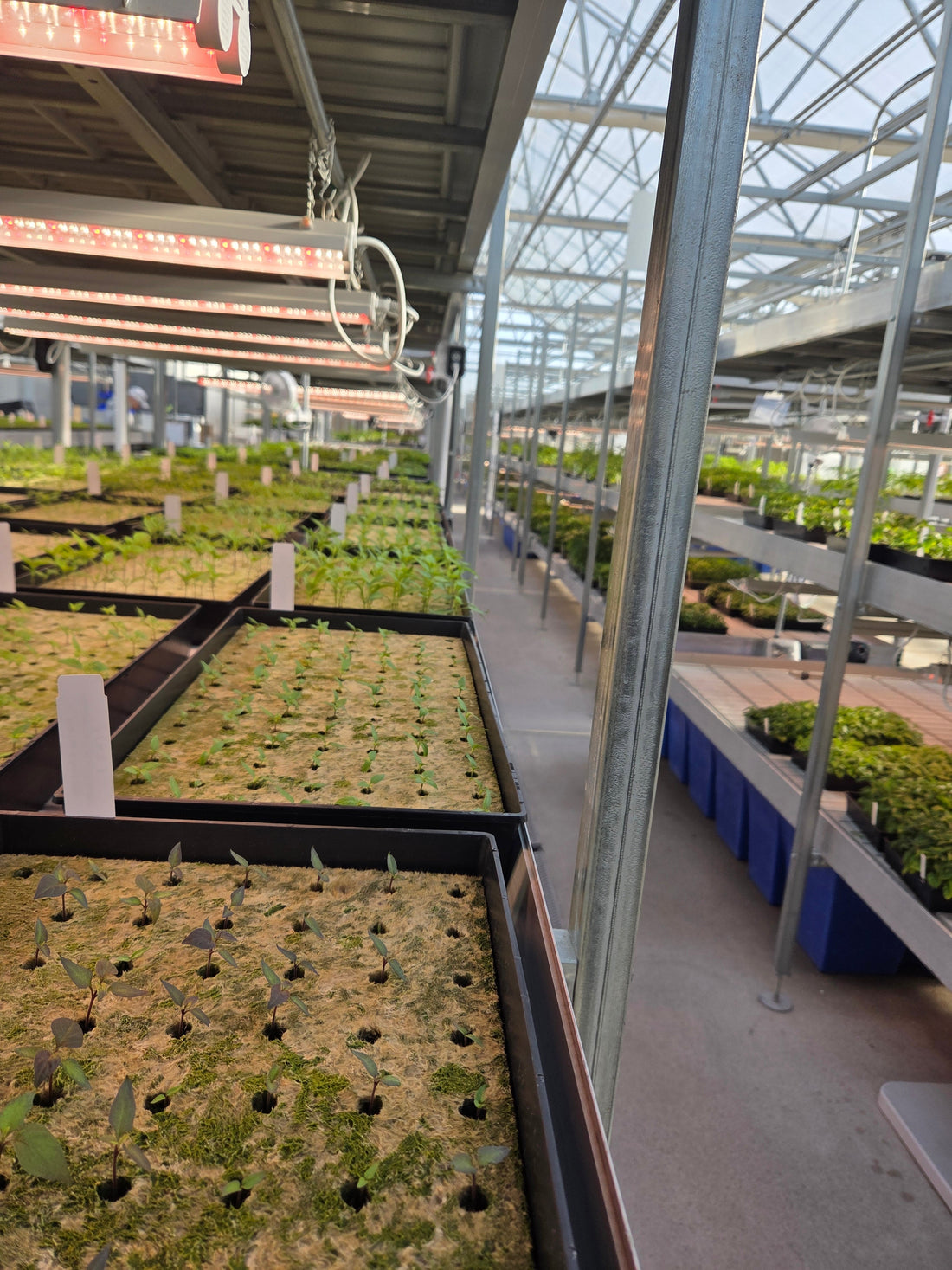 From seedlings to shipping-ready plants, a look across the greenhouse showing multiple stages of pepper plant growth.