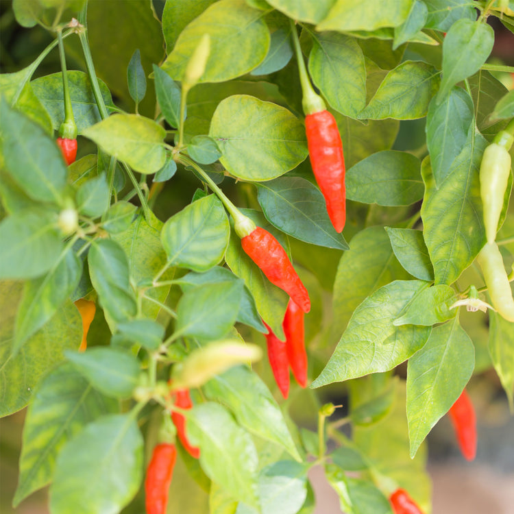 Thai Pepper Seeds