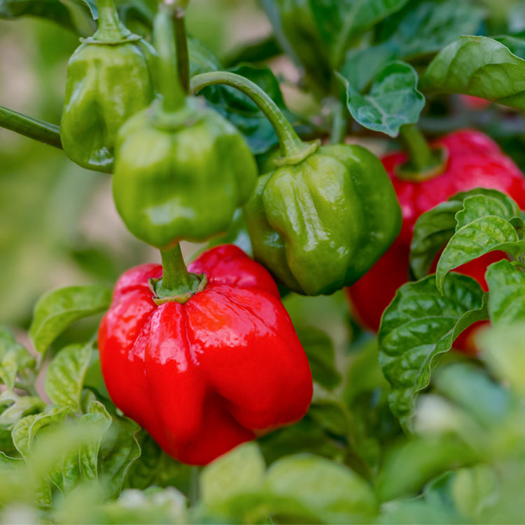 Very Hot Pepper Seeds