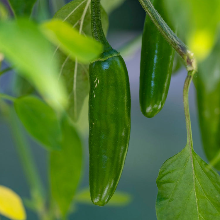 Serrano Pepper Seeds