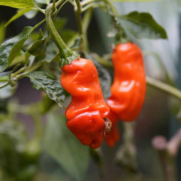 Peter Pepper Seeds