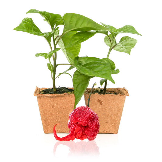 Carolina Reaper Live Pepper Plants