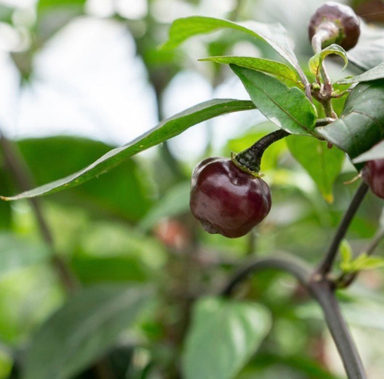 Rare & Exotic Pepper Seeds