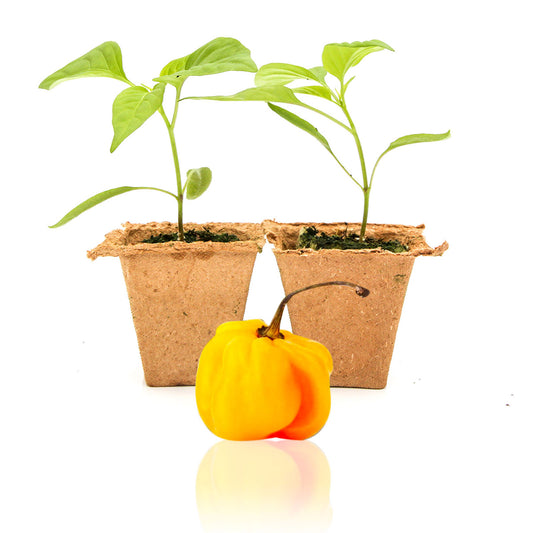 Heirloom Pepper Plants
