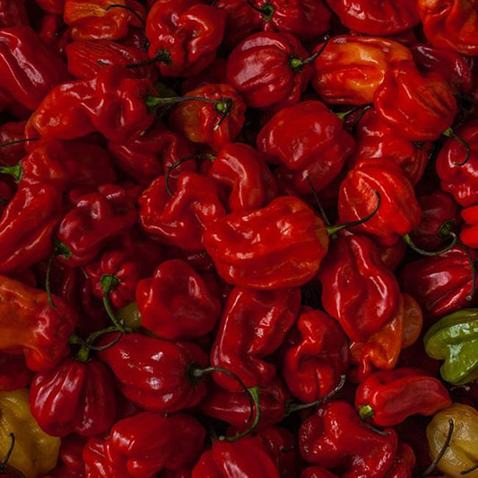 Moruga Pepper Seeds