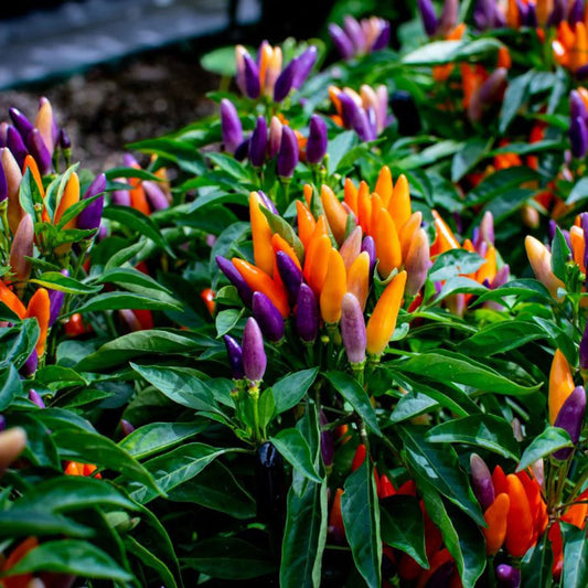 Semillas de pimiento ornamental
