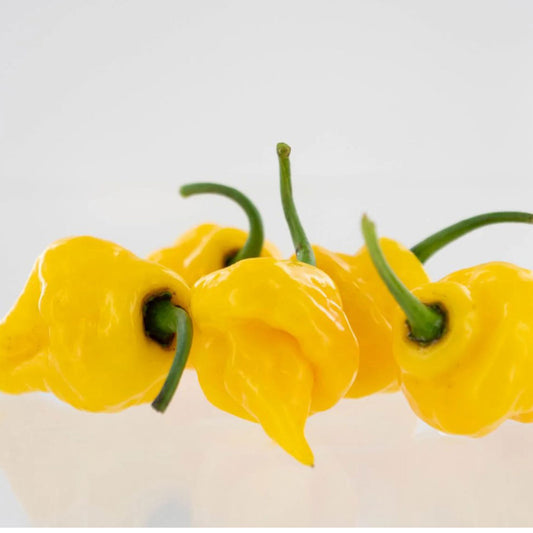 Semillas de pimiento híbrido