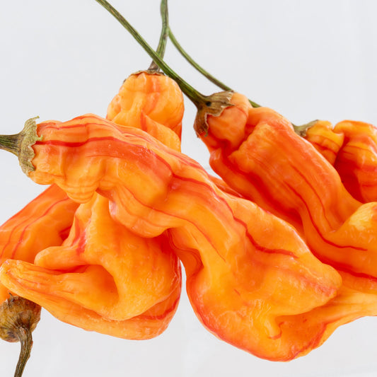 Semillas de pimiento nuevas