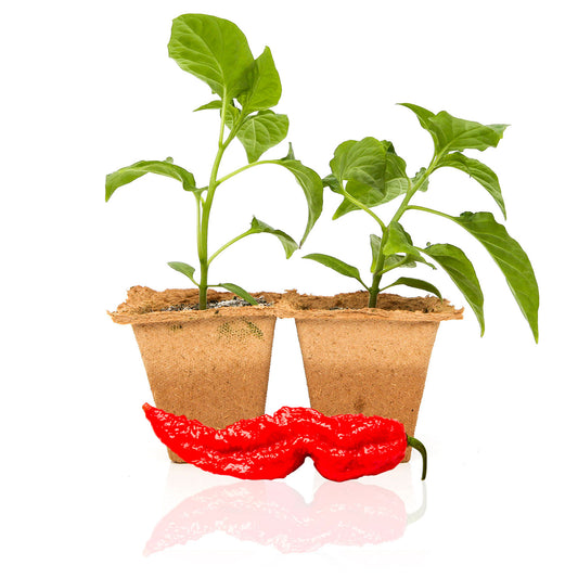 Super Hot Pepper Plants