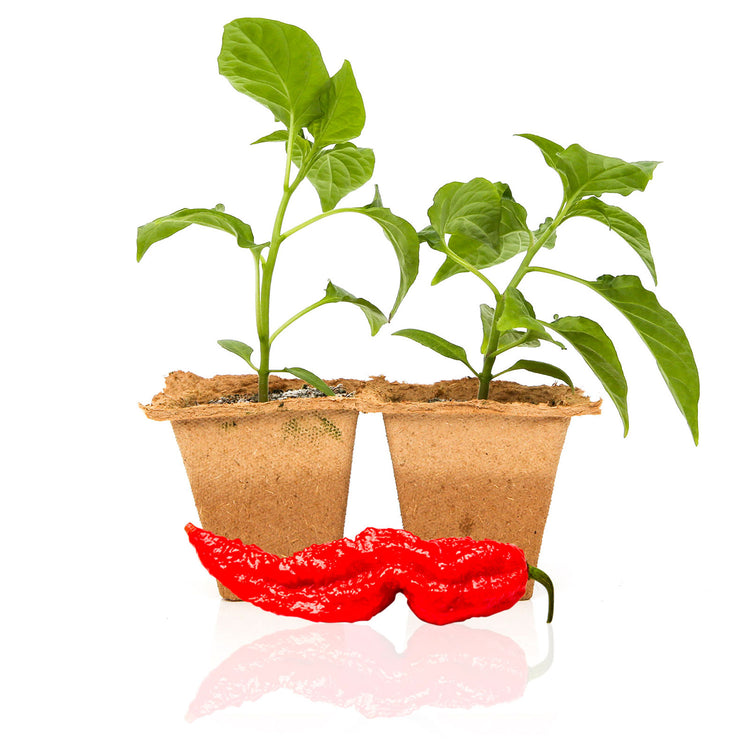 Super Hot Pepper Plants
