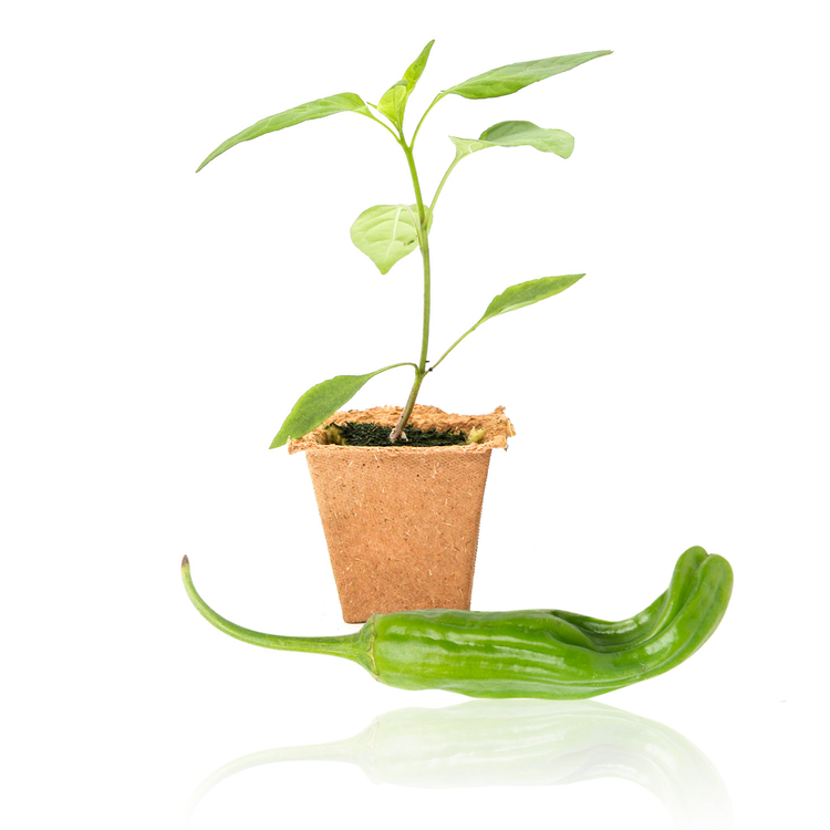 Live Pepper Plants on Sale